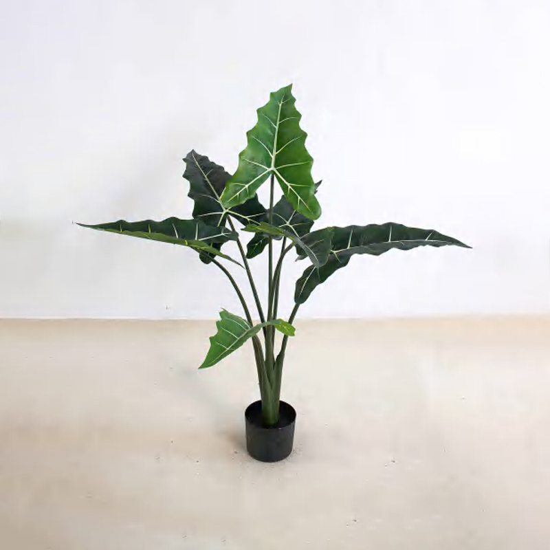 Alocasia 'Sarian' B