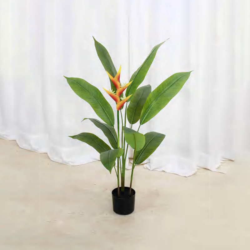 Strelitzia reginae