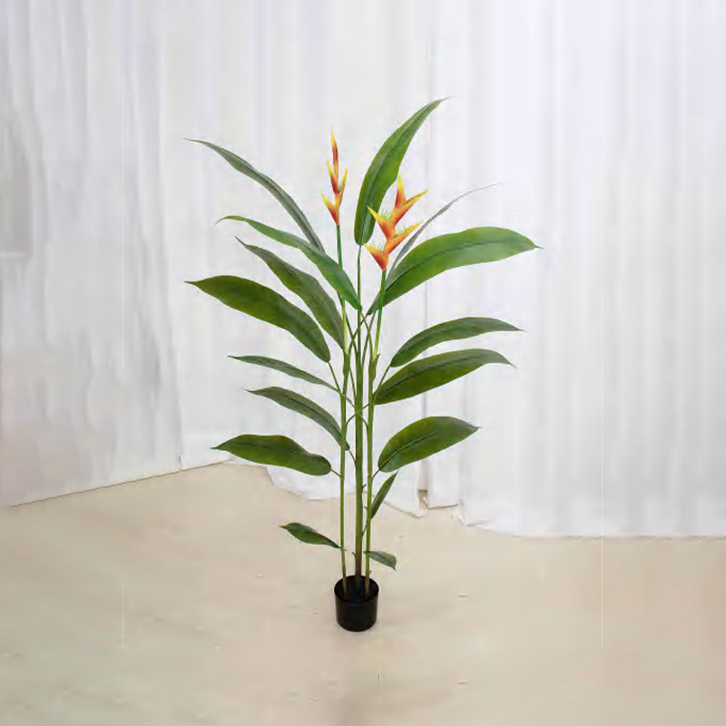 Strelitzia reginae