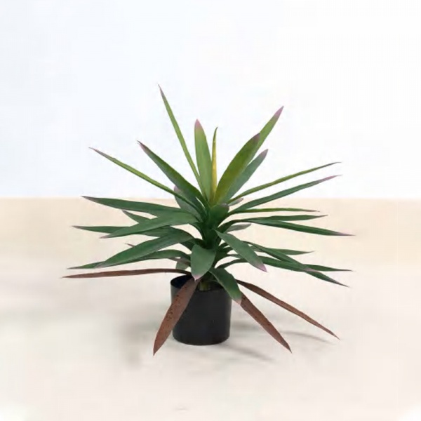 Cycas Orchid A