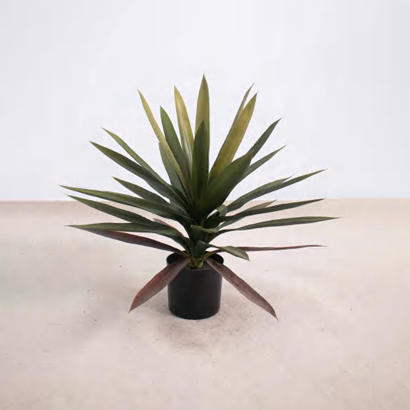Cycas Orchid B