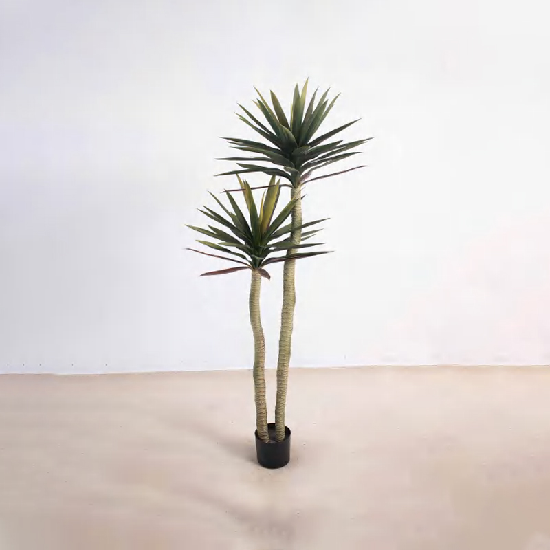 Cycas Orchid B