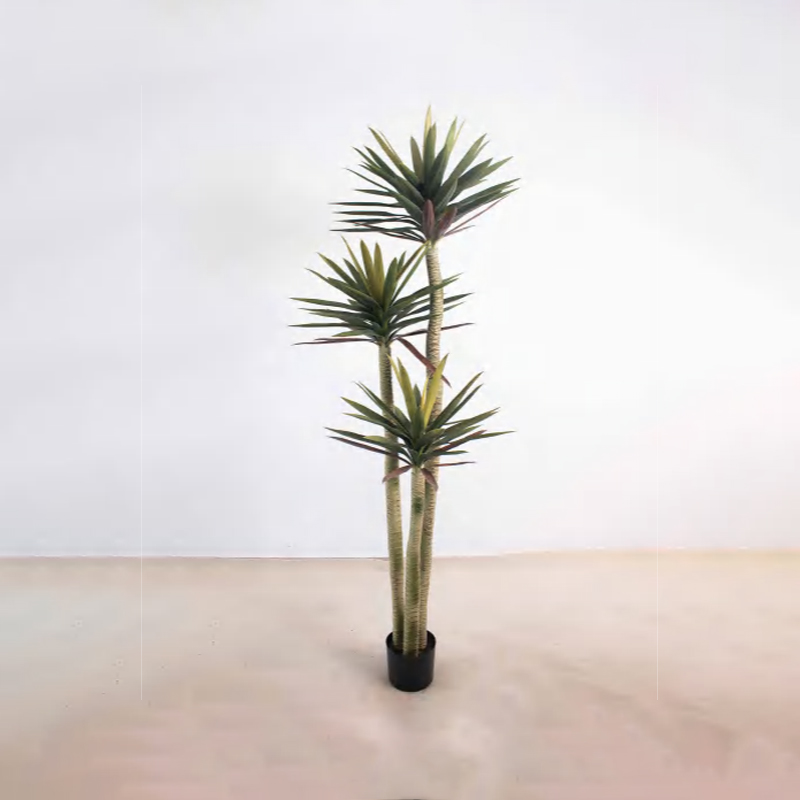 Cycas Orchid B