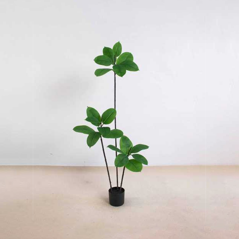 Ficus elastica A