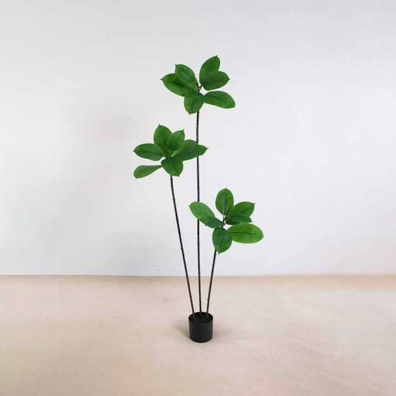 Ficus elastica A