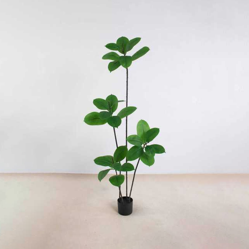 Ficus elastica A