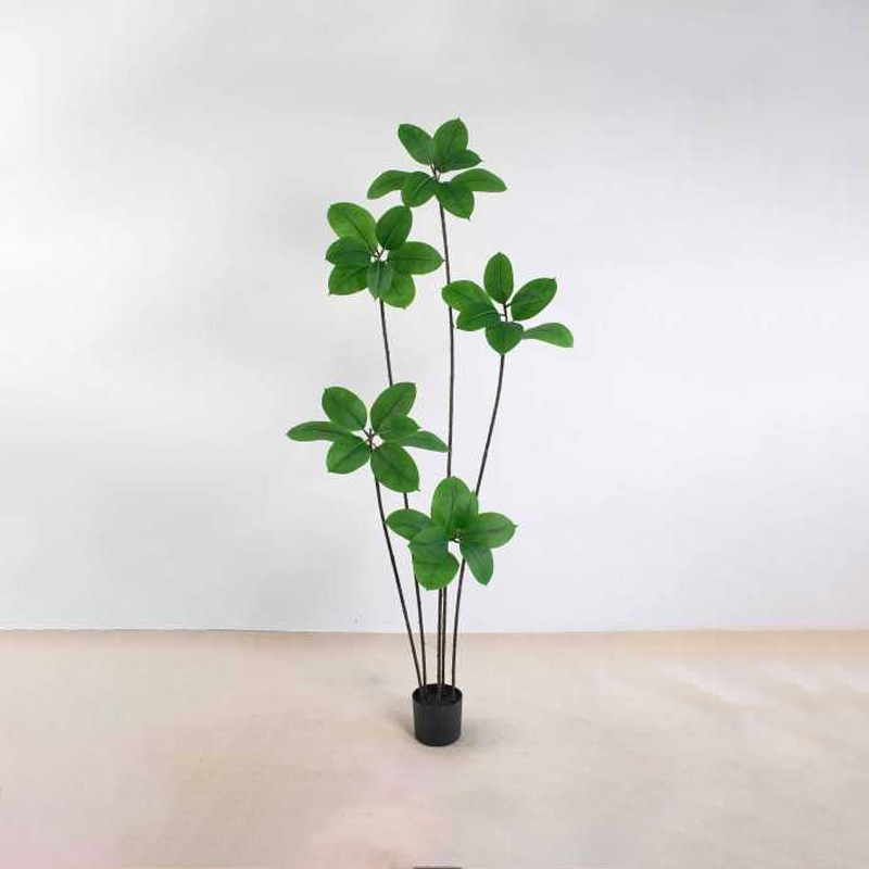 Ficus elastica A