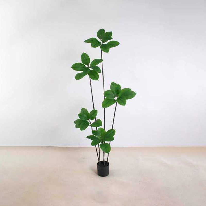 Ficus elastica A