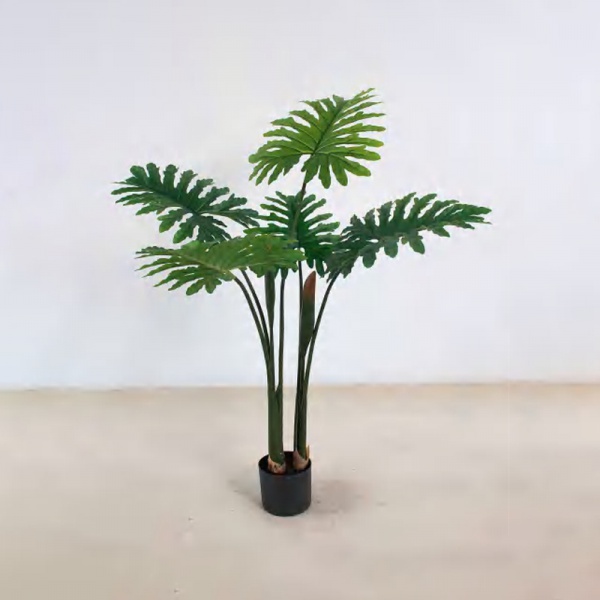 Philodendron A