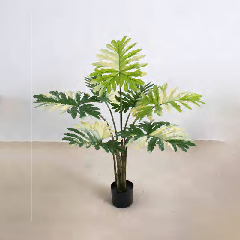 Philodendron C