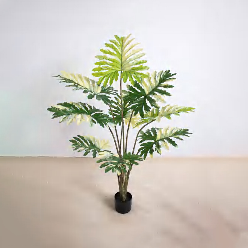 Philodendron C