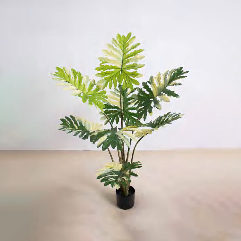 Philodendron C