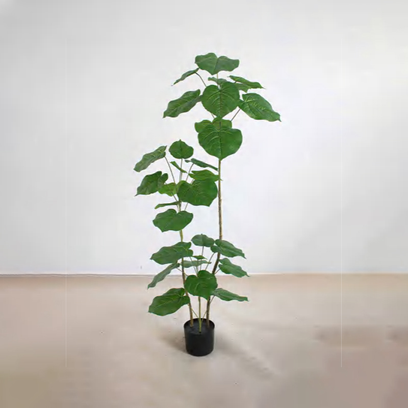 Ficus rumphii A