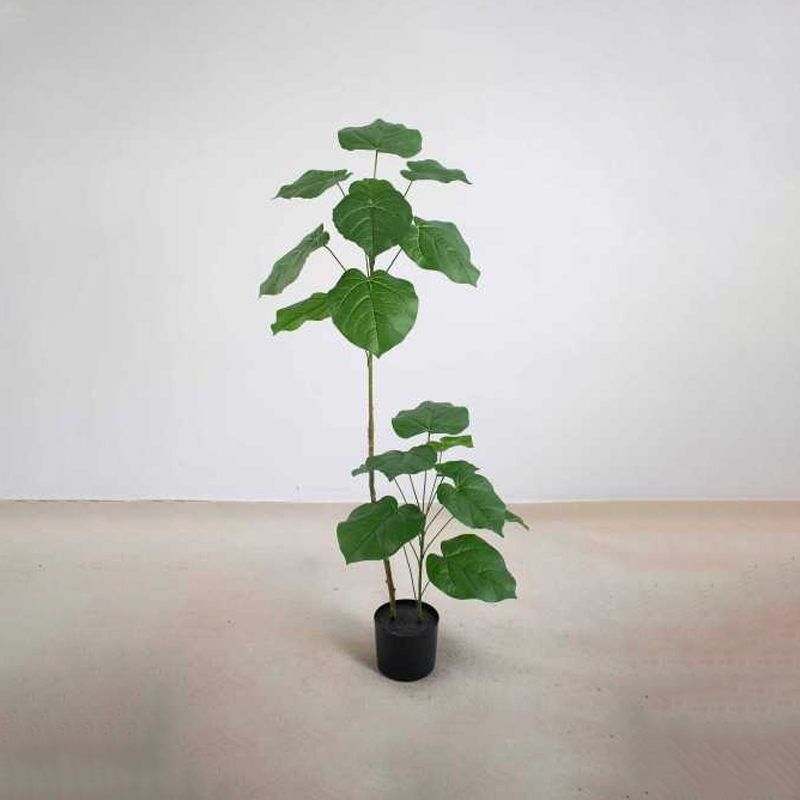 Ficus rumphii A