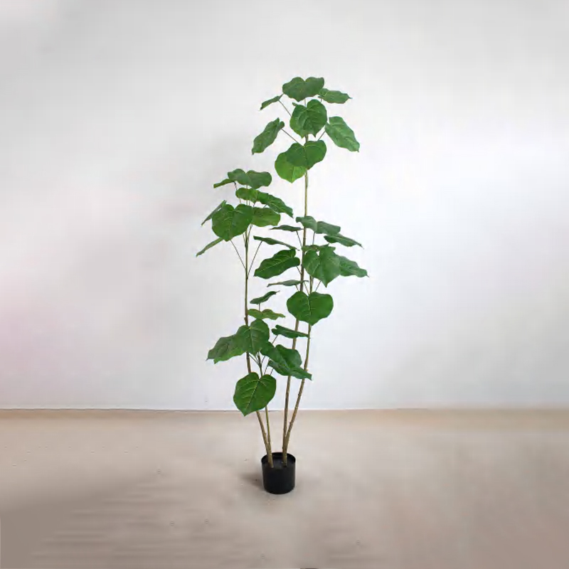 Ficus rumphii A