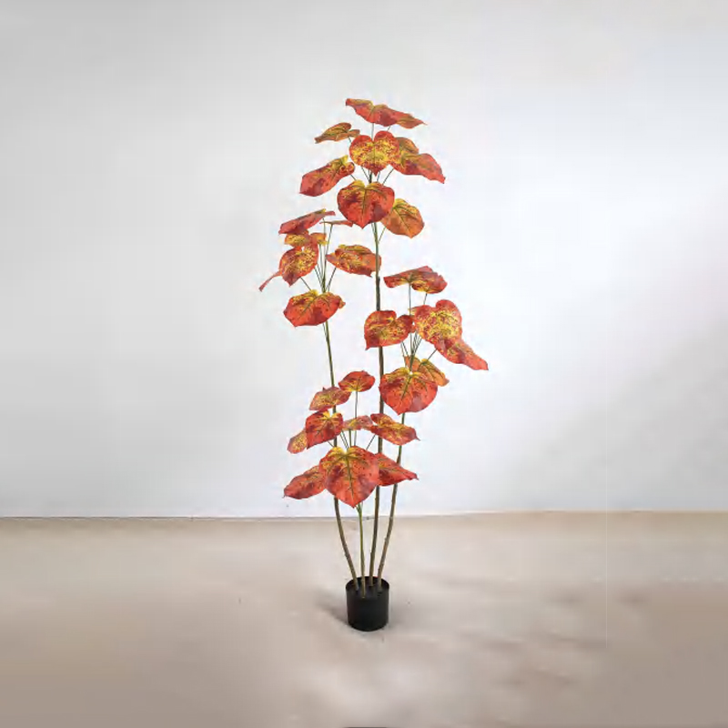Ficus rumphii B