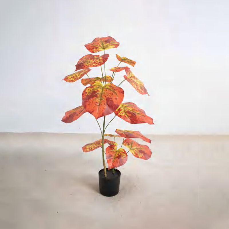 Ficus rumphii B
