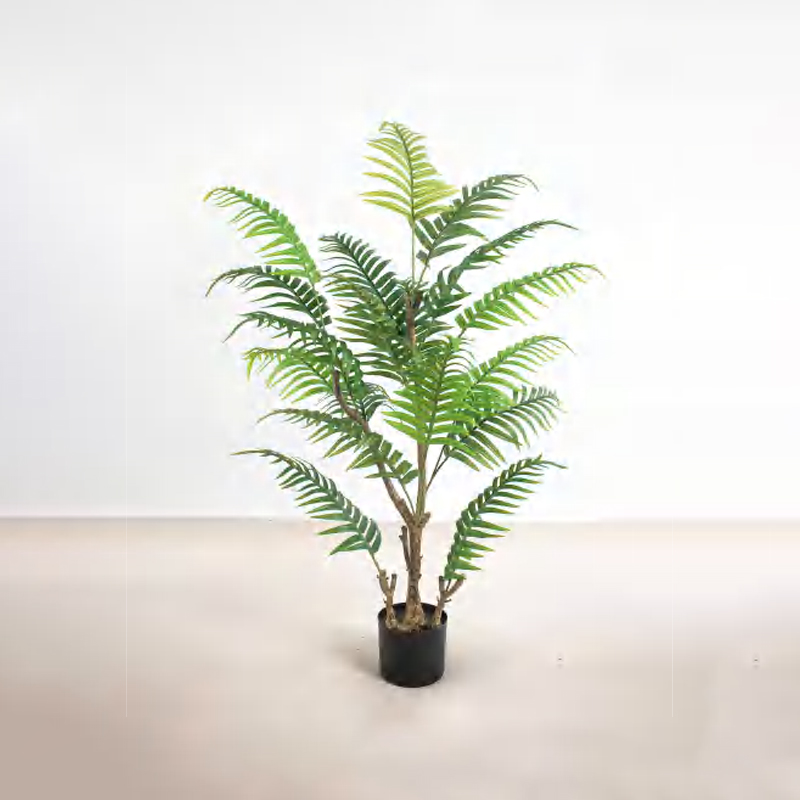 Caryota ochlandra A
