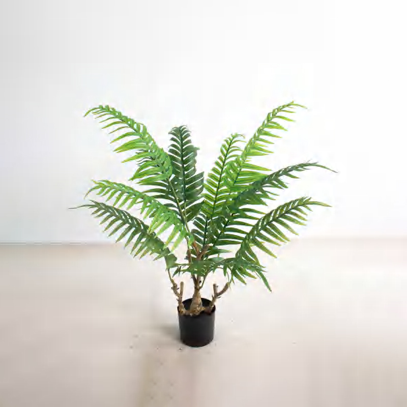Caryota ochlandra A