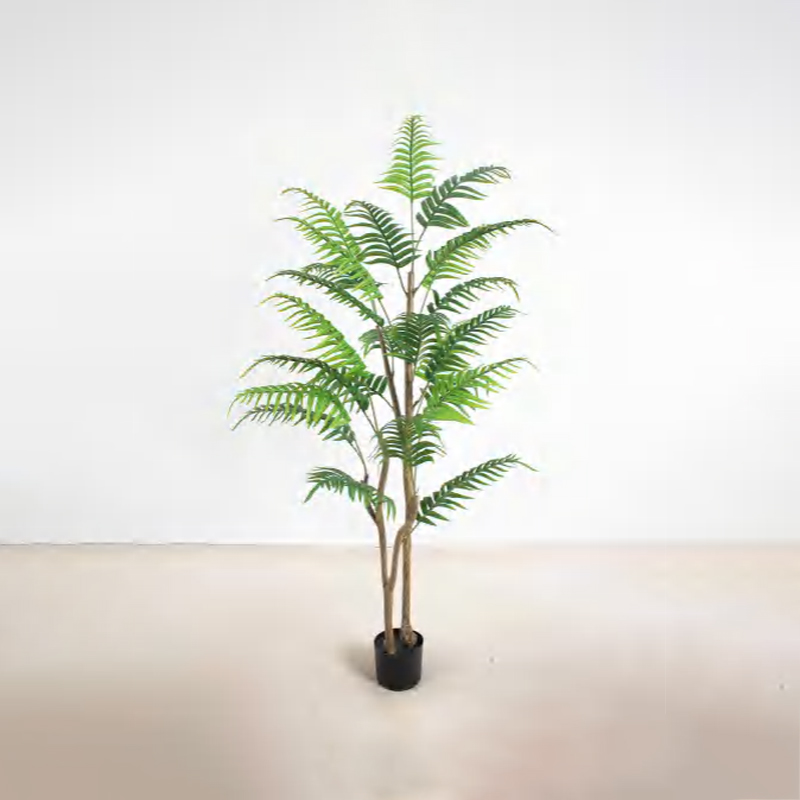 Caryota ochlandra A