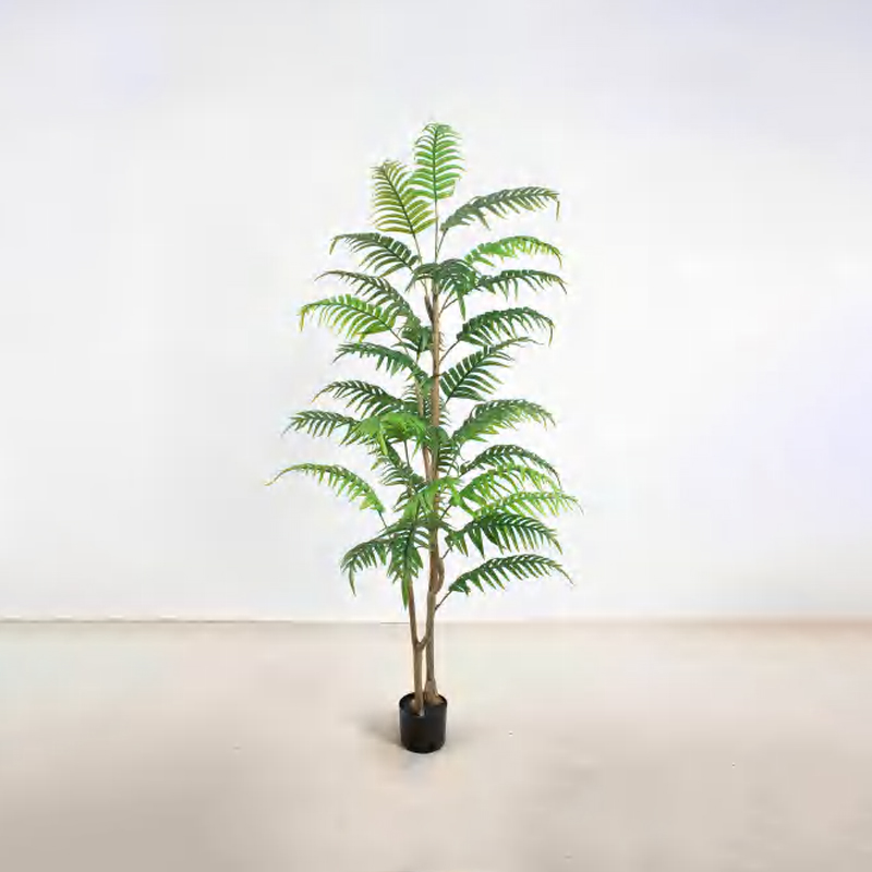 Caryota ochlandra A