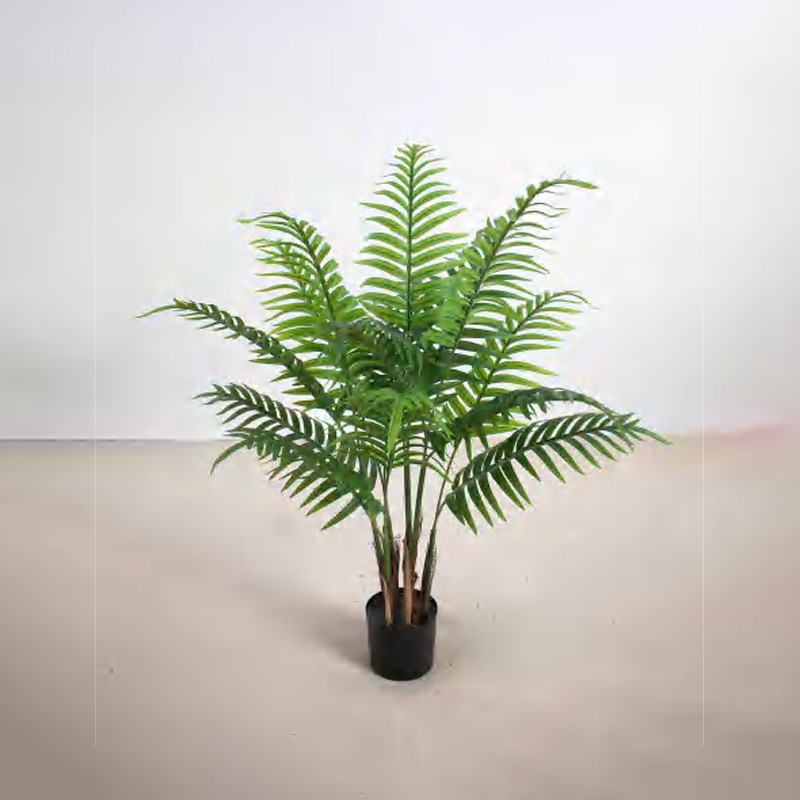Caryota ochlandra B