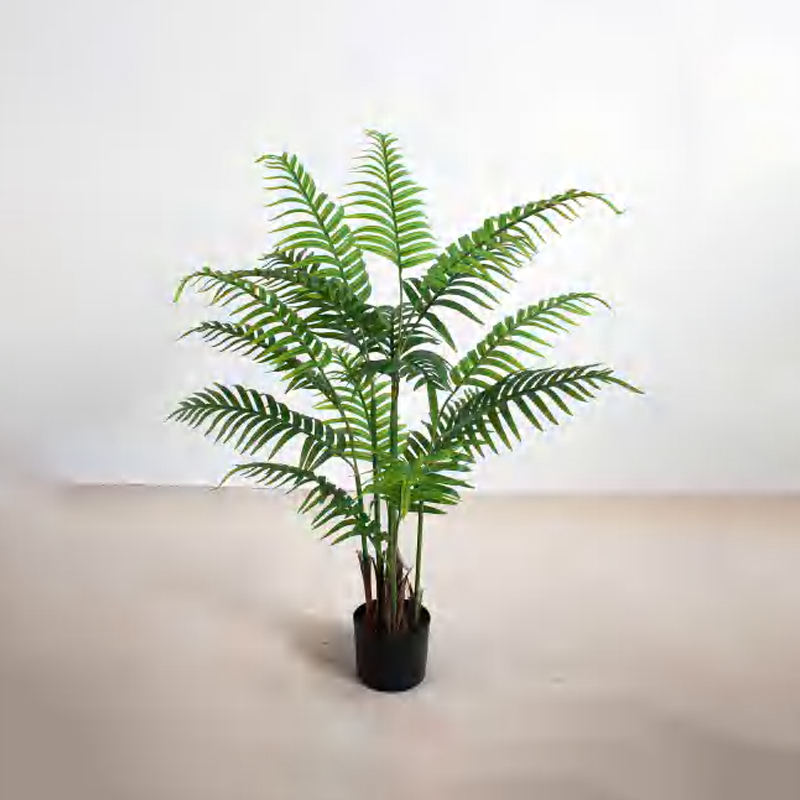Caryota ochlandra B
