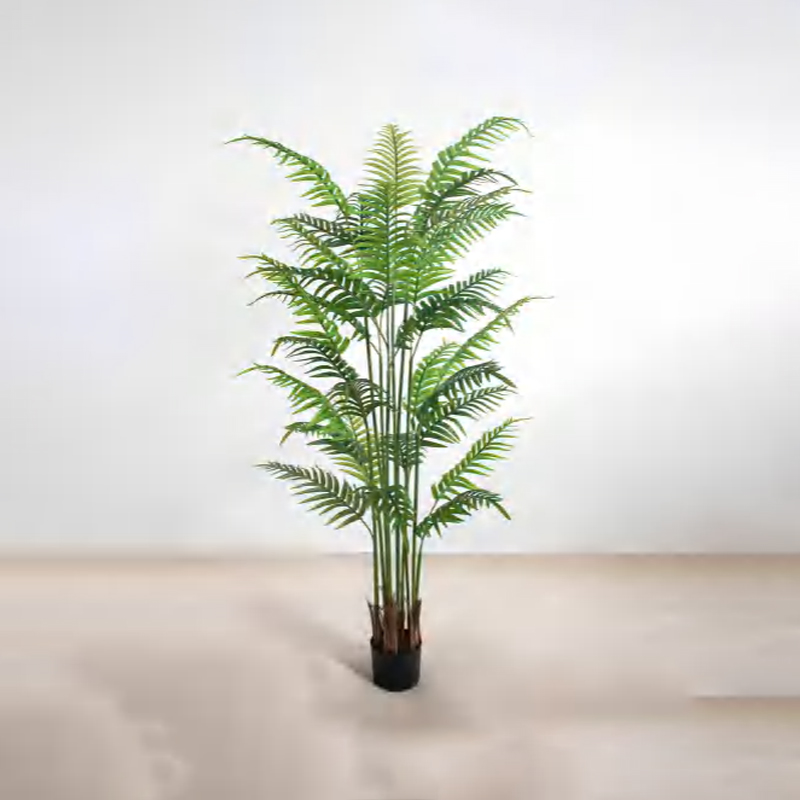 Caryota ochlandra B