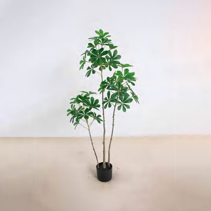 Schefflera octophylla A