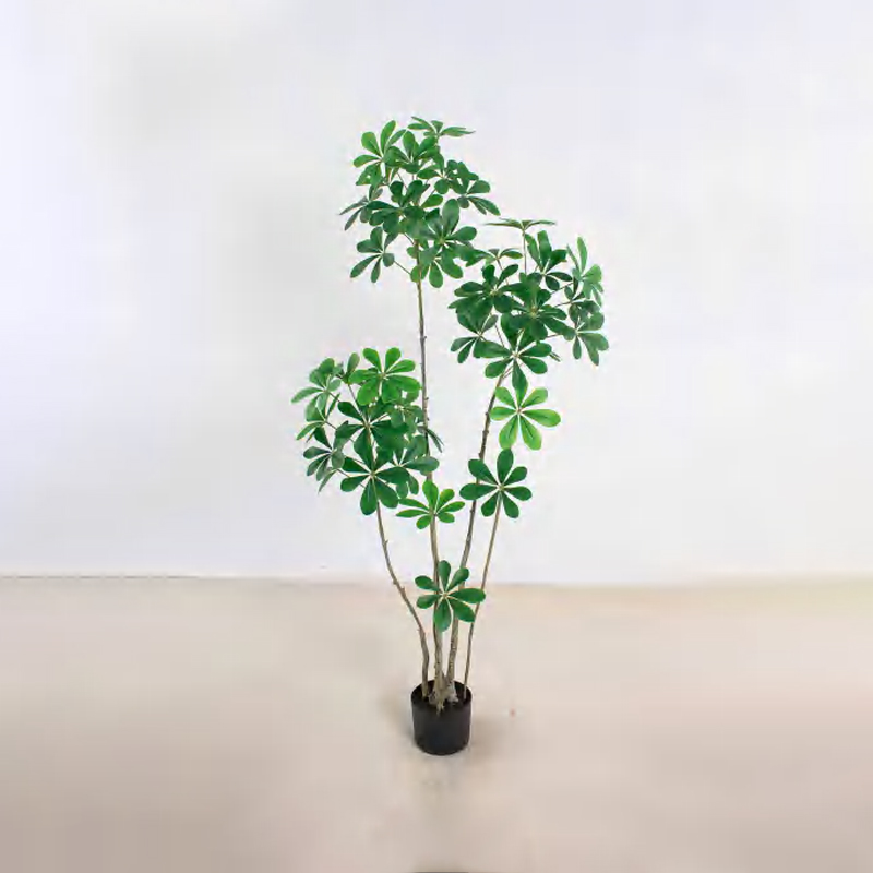 Schefflera octophylla A