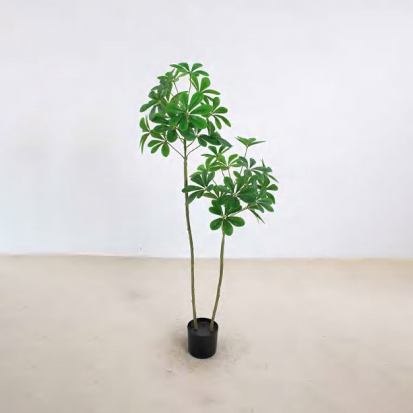 Schefflera octophylla B