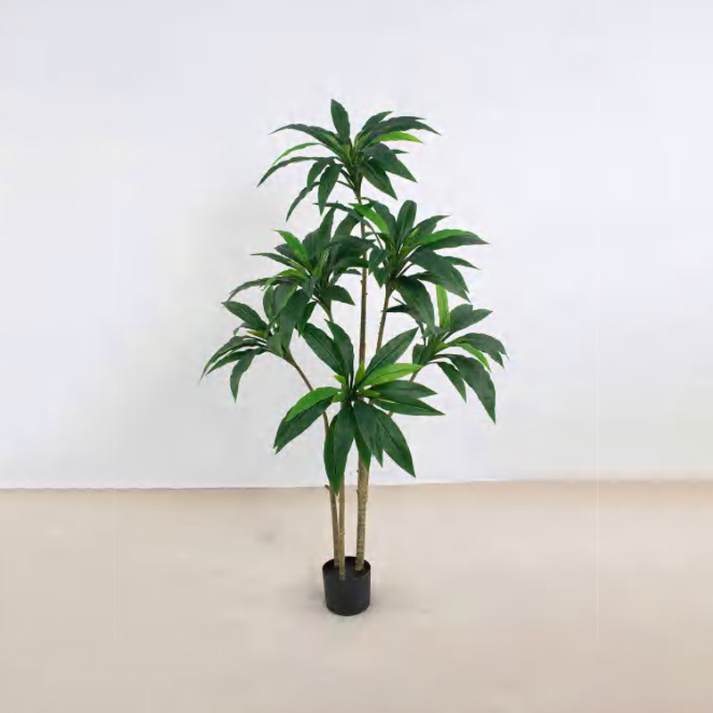 Cordyline fruticosa A 