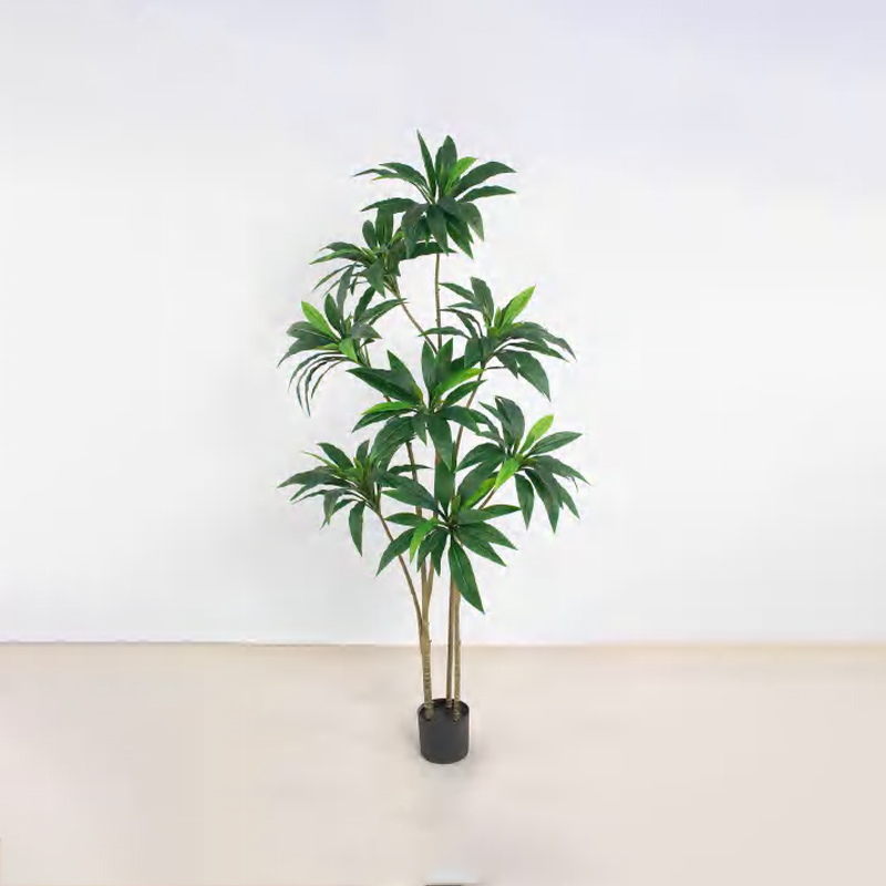 Cordyline fruticosa A 