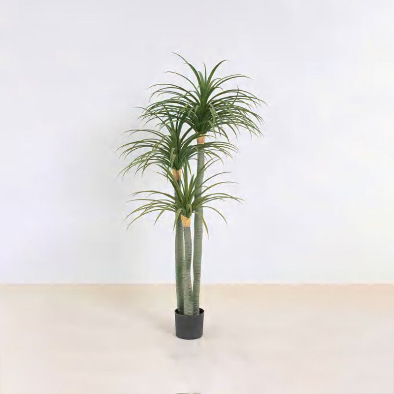 龙血树 C
