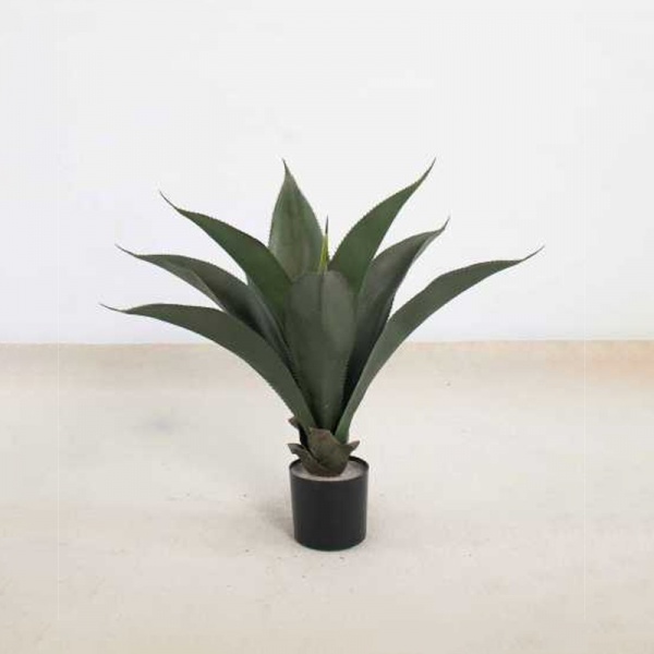 芦荟