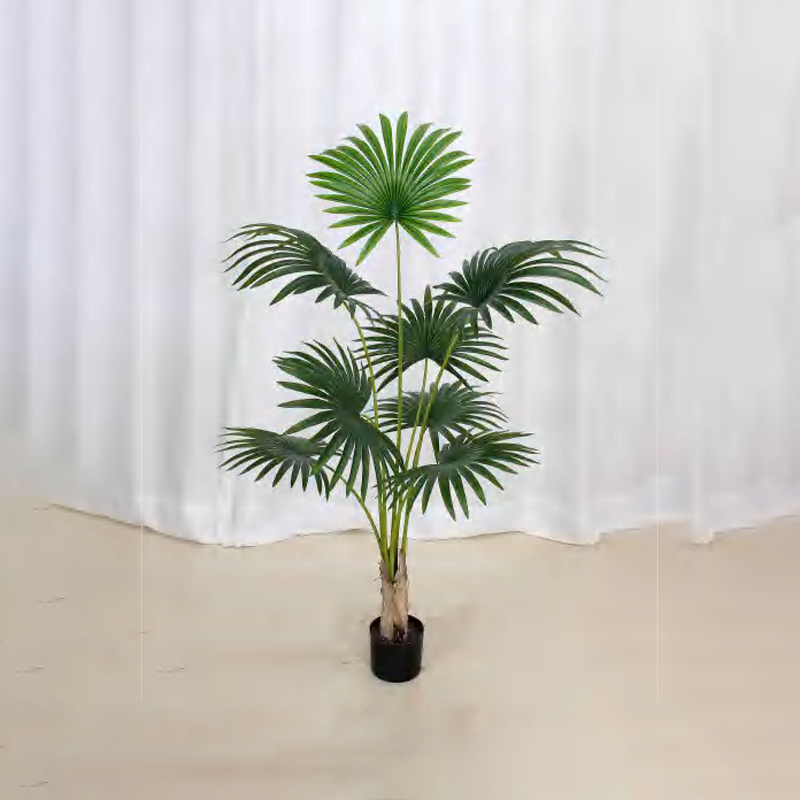 蒲葵