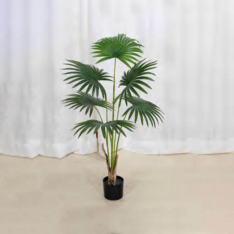 蒲葵