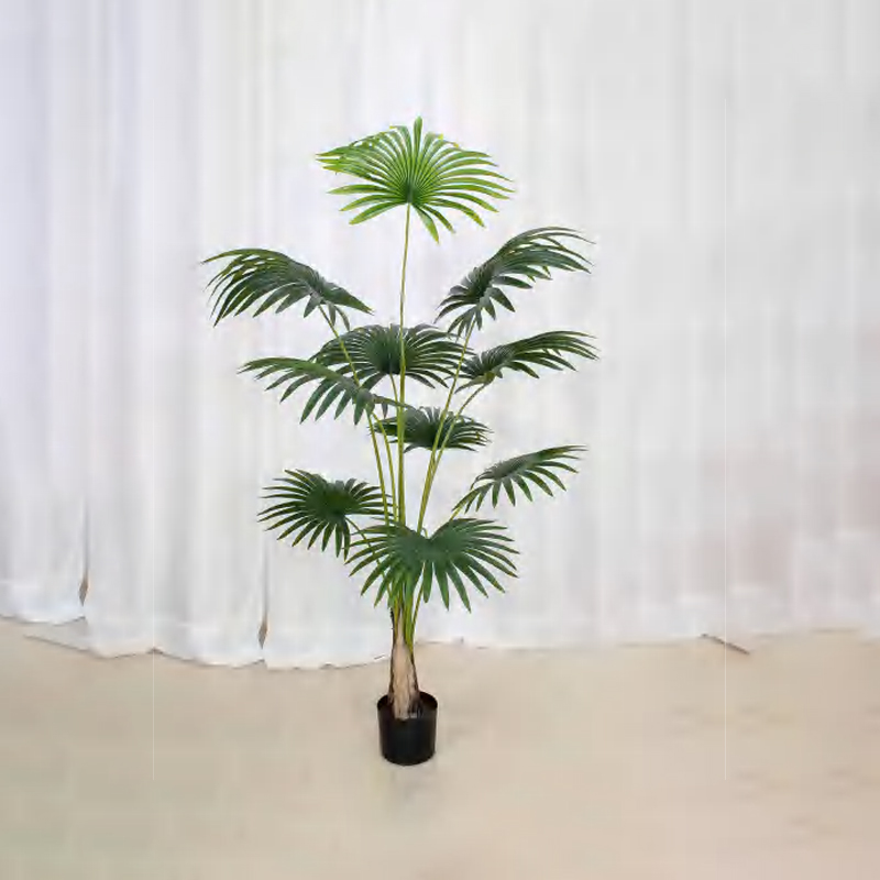 蒲葵