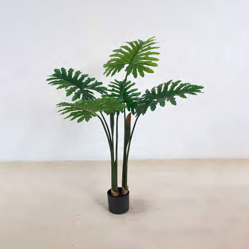 喜林芋 A