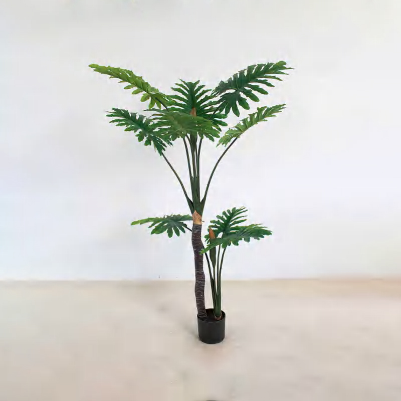 喜林芋 A