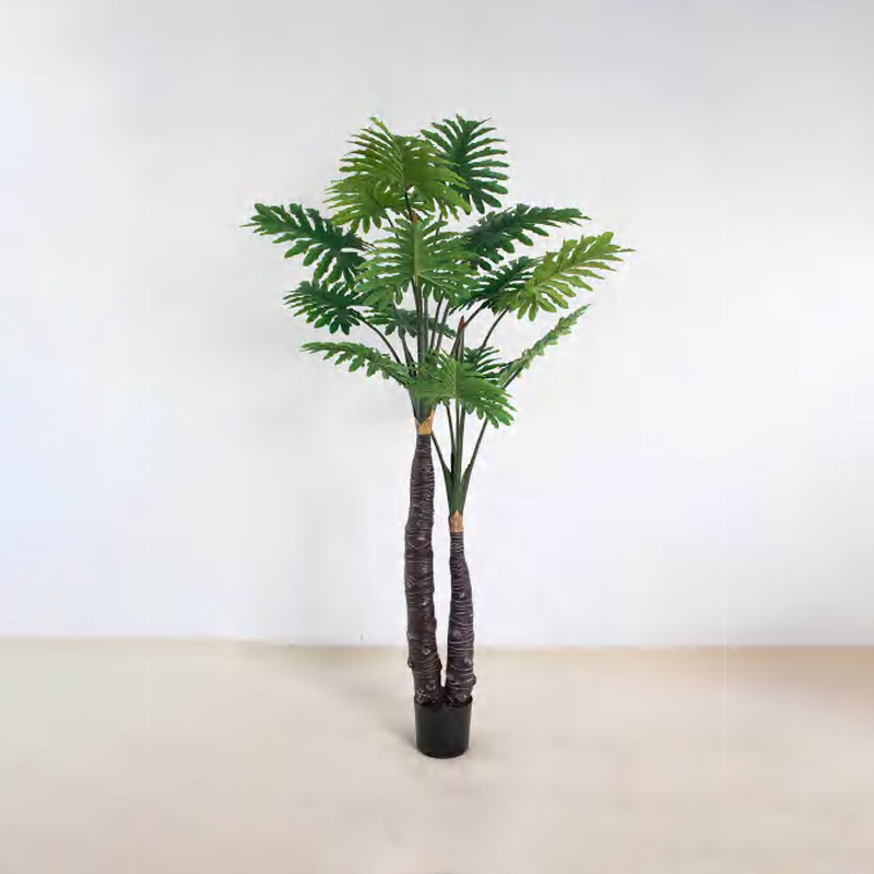 喜林芋 A