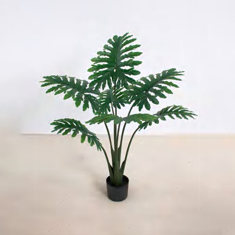 喜林芋 B