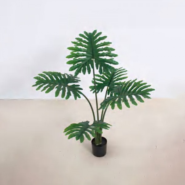 喜林芋 B