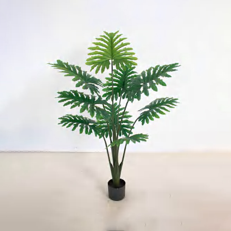 喜林芋 B