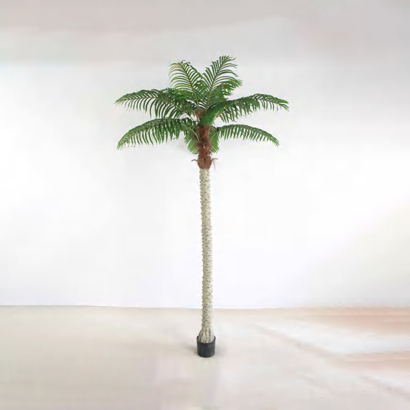 针葵 A