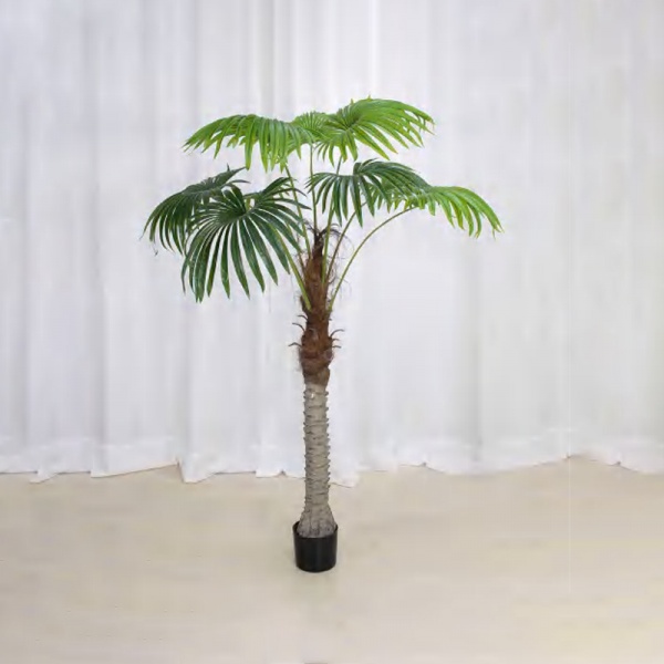 针葵 B