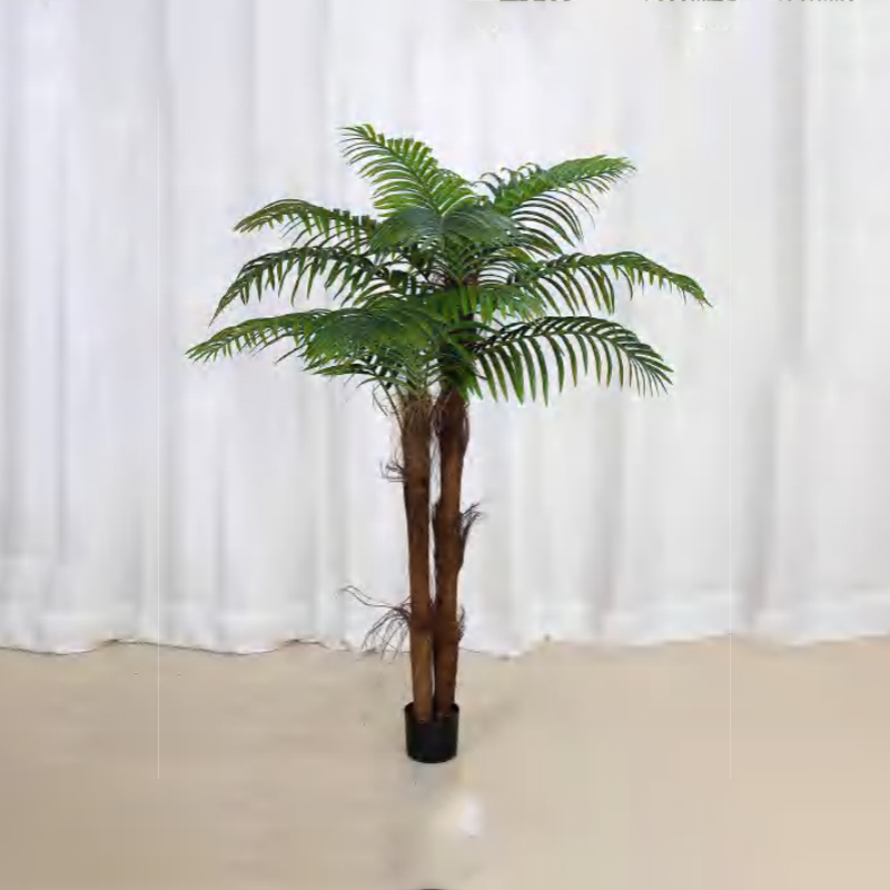 棕毛葵 A