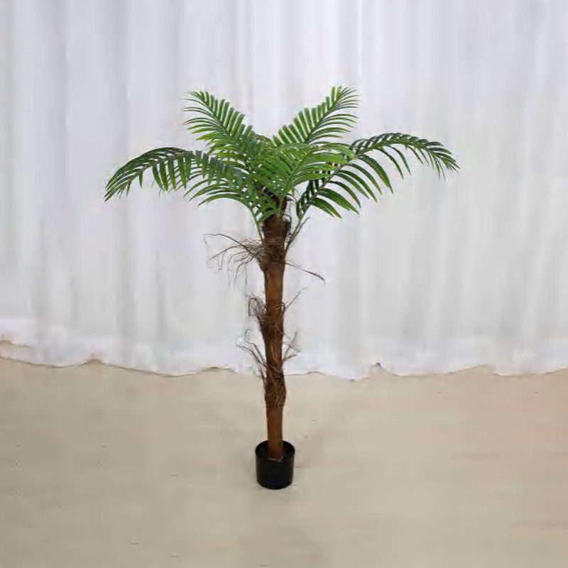 棕毛葵 A