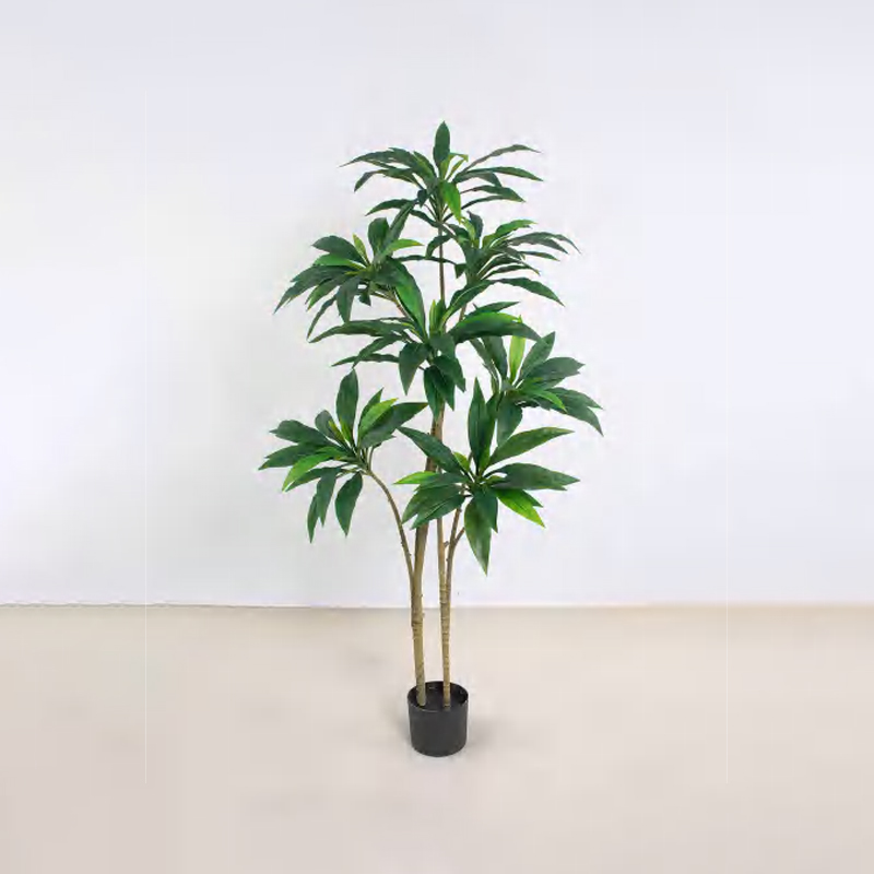 朱蕉 A