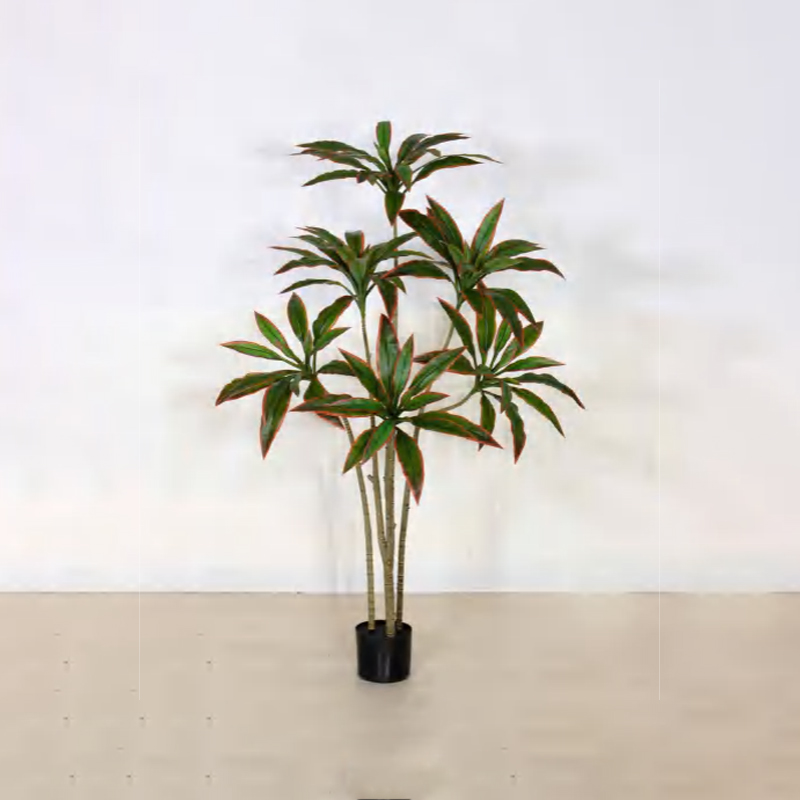 朱蕉 B